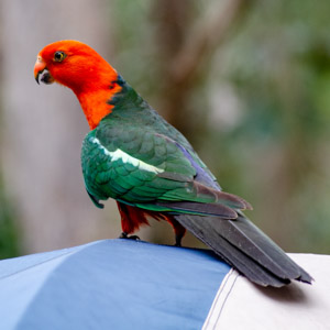 King Parrot (male)
